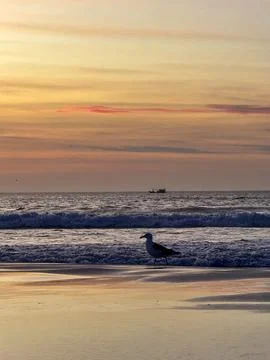Sunset by the sea with bird Stock Photos