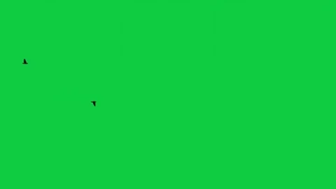Sunset Sea Birds Pack – 5 Shots Cinematic Overlay VFX Green Screen Video stock 331755183