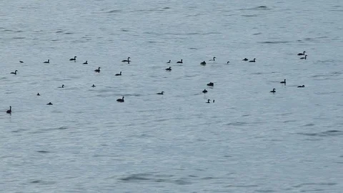 Sunset on the sea, ducks swimming on the waves. Stock Footage 122909826