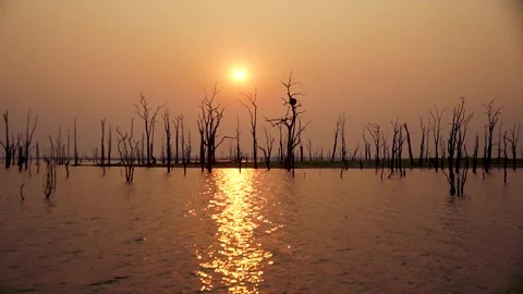 Sunset sea eagle bird nest Stock Footage 278980067