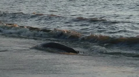 Sunset at sea Stock Footage 11132899