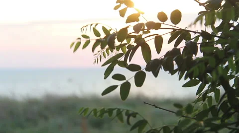 Sunset on the sea Stock Footage 55899482