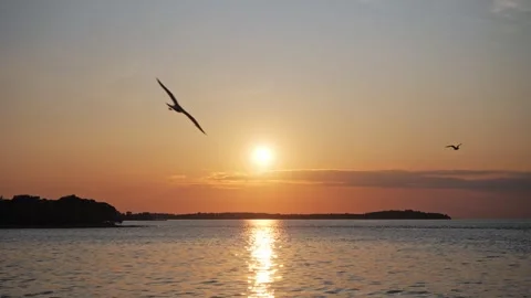 Sunset at sea with seagulls Video stock 249406498