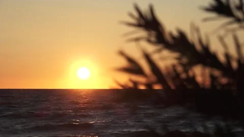Sunset at sea with tree branches blurred Stock Footage 159485858