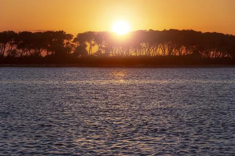 Sunset sea with trees. Stock Photos