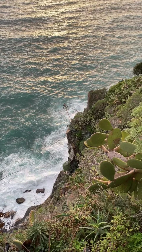 Sunset sea wave hitting on the cliff with cactus, Cinque Terre, Italy 動画素材 263258858