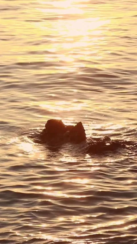 Sunset on the sea with waves and reflection in the water Stock Footage 297030134