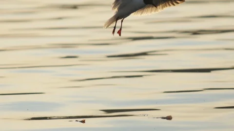 At  Sunset the Seagull Flies Over the Water Stock Footage 89439933