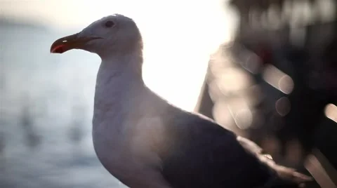 Sunset Seagull Stock Footage 41897887