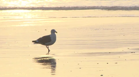 Sunset Seagull Shores 1 Stock Footage 34614239