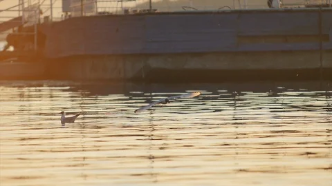At Sunset Seagulls Fish on the Pier Stock Footage 89731074