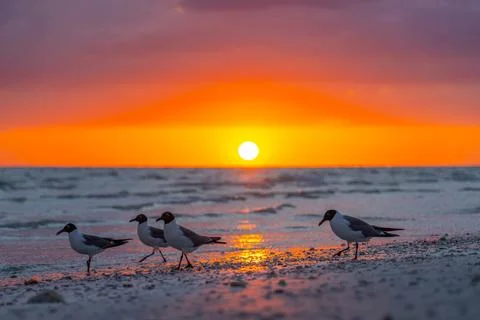 Sunset. Seagulls walking along the sandy beach during colorful ocean sunset Stock Photos