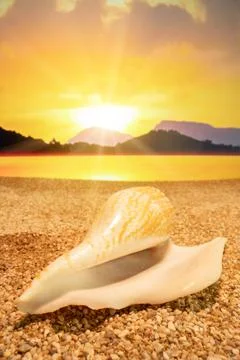 Sunset Seashell on the beach Stock Photos