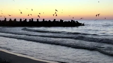 Sunset on the seashore with seagulls Stock Footage 138489864