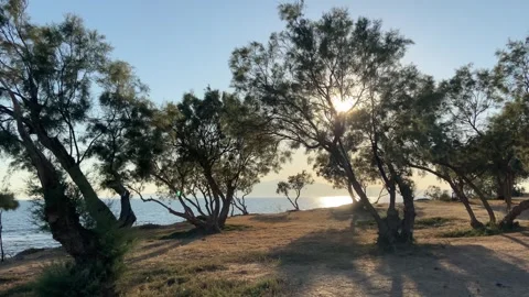 Sunset at Seaside Beach with Trees in Summer, Agokiri, Naxos, Greece Stock Footage 339687990