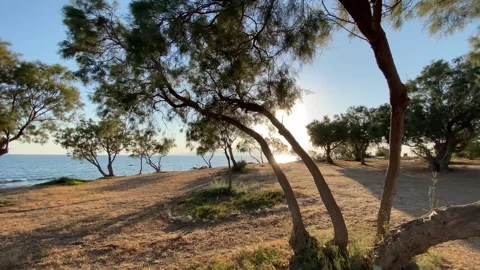 Sunset at Seaside Beach with Trees in Summer, Agokiri, Naxos, Greece Stock Footage 339688038