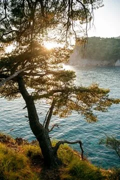 Sunset by the Seaside with Tree Silhouette Stock Photos