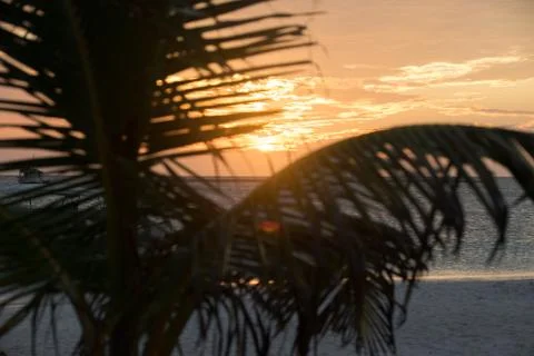 Sunset seeing thru a palm tree Stock Photos