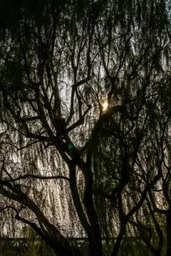Sunset seen between the branches of a willow Stock Photos