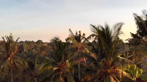 Sunset seen from a drone over the town of Ubud on Bali. 4K Drone Footage Vidéo 152722602