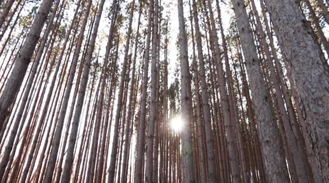 Sunset seen through pine forest panning down Stock Footage 48908898
