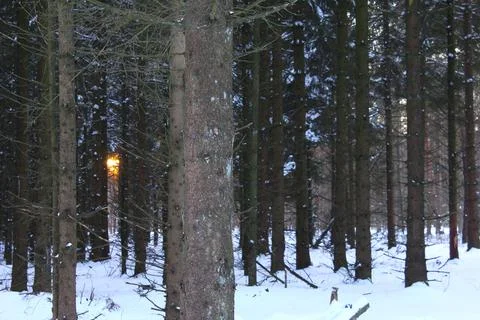 Sunset seen through pine trees covered with snow in wintertime Stock Photos