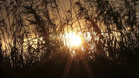 Sunset seen through reed Stock Footage 12393353
