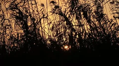 Sunset seen through reed Stock Footage 12393378