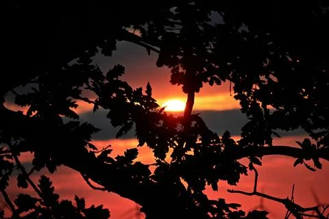 Sunset seen through tree branches over water Stock Photos