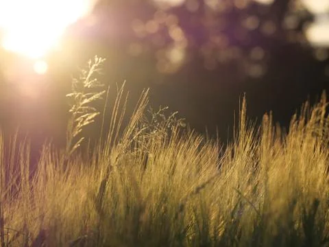 Sunset Seeping Through Trees Grass &amp; Corn Field British Countryside Stock Photos