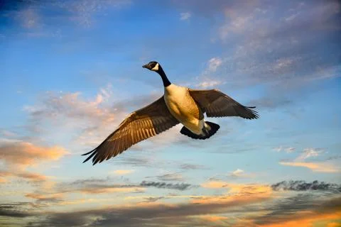 Sunset Serenade Stock Photos