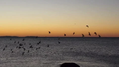 Sunset Serenity: Beach Birds in Flight Video for Tranquil Vibes Stock Footage 276228847