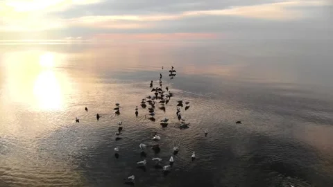 Sunset Serenity: A Flock of Birds at Rest on Calm Waters Stock Footage 301072685
