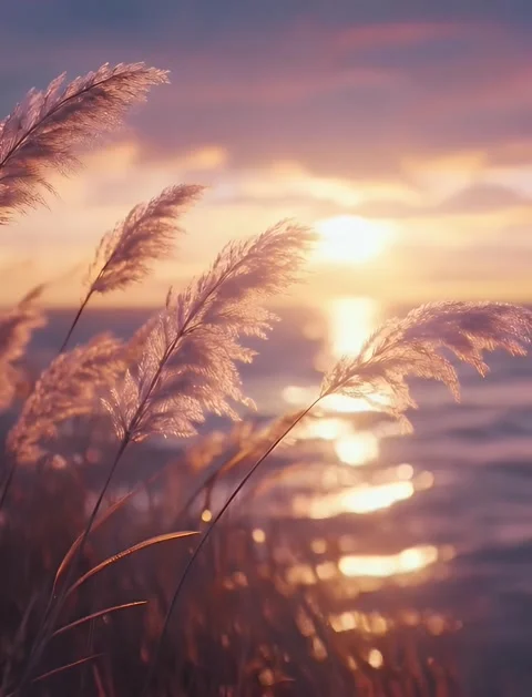 Sunset Serenity Stock Footage 306710883