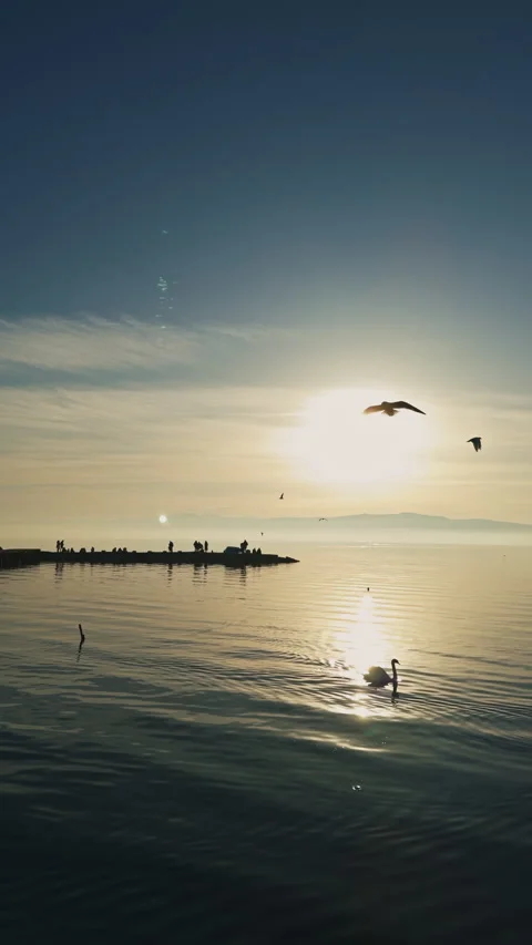Sunset Serenity with Seagulls – Vertical Video Stock Footage 304919625