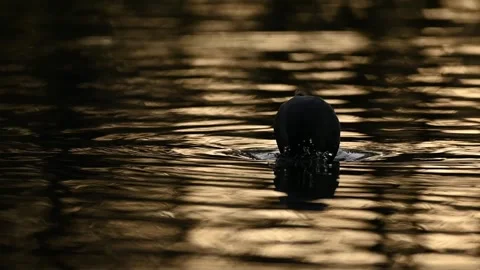 Sunset Serenity in Slow Motion: Coot's Graceful Dive 스톡 동영상 259841555