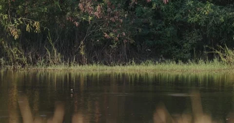 Sunset serenity. Swallows dance over a calm pond in slow motion Stock-Footage 303816217