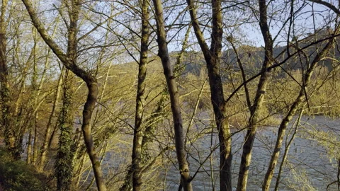 Sunset Serenity: Tree Trunks and River in Evening Glow Stock Footage 266917976
