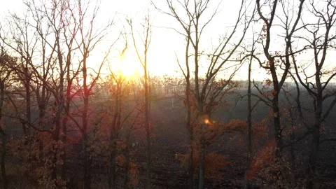 Sunset setting rising sun Sun shine through trees without leaves on background Stock Footage 328914706