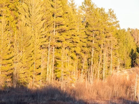 Sunset Shadow Climbing up Trees Stock Footage 80123197