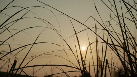 Sunset with Shadow Leaves Grass Background Stock Footage 271320390