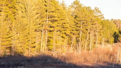 Sunset shadow moving up trees Stock Footage 100138477