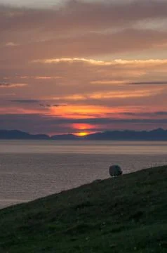 Sunset with sheep Stock Photos