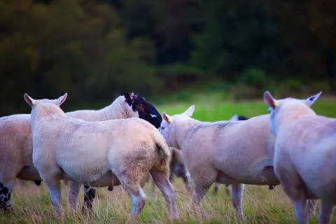 Sunset sheep  Stock Photos