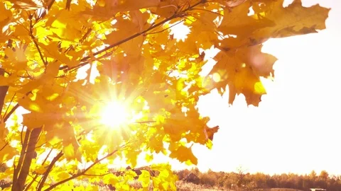 Sunset shine through vibrant yellow fall leaves Stockbeeldmateriaal 117102898