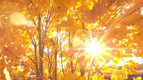Sunset shine through vibrant yellow fall leaves 스톡 동영상 117103017
