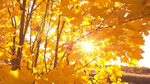 Sunset shine through vibrant yellow fall leaves Stockbeeldmateriaal 117103092