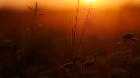 The sunset shines through the ears of wheat on the field. Close-up macro. Red Stock-Footage 151842235