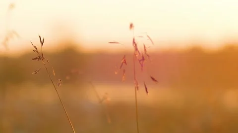 The sunset shines through the ears of wheat on the field. Close-up macro. Red Stock-Footage 151886833