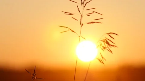 The sunset shines through the ears of wheat on the field. Close-up macro. Red Stock-Footage 151910606